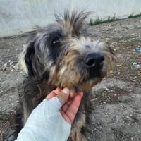 DONARA ... hofft auf einen Altersruheplatz, Hündin zur Adoption