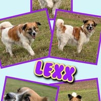 lieber hübscher Küschelbär Lex auf PS in 91207, Hund zur Adoption
