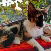 anhängliche Jade, Katze zur Adoption