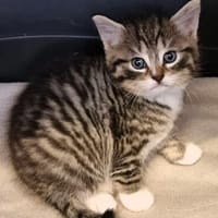 Kathi, Kenny, Ron und Dobby, Kater zur Adoption