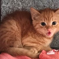 Ron und Dobby, Kater zur Adoption