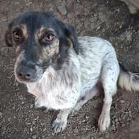 BELLA ... Körbchen auf Lebenszeit gesucht, Hündin zur Adoption