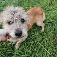 Tomma .. ein Senior hofft auf ein Zuhause, Hund zur Adoption
