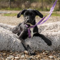 Wer schenkt mir Nakima ein Zuhause..., Hündin zur Adoption