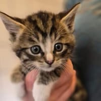 Fidibus, Klimbim, Hokuspokus, Simsalabim und Zappzarapp, Kater zur Adoption