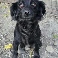 AYLA ... kleine, zarte Hündin sucht Familie, Hündin zur Adoption