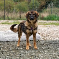 Embra sucht liebevolles Zuhause...., Hündin zur Adoption