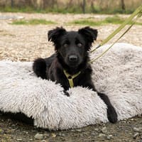 Noir sucht liebevolles Zuhause..., Hund zur Adoption