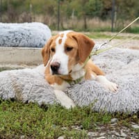 Bruno sucht wunderschönes Zuhause..., Hund zur Adoption