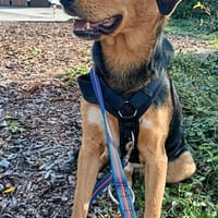Jerry - verschmuster, lernwilliger Partner!, Hund zur Adoption