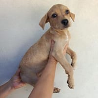 Süße Hündin Paris, Hündin zur Adoption