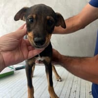 Kleine Tamara, Hündin zur Adoption