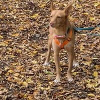 Roy2, lernbegeistert,  sucht Zuhause - neue Fotos!!!, Hund zur Adoption