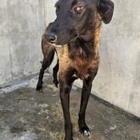 Wunderschöne Marcia, Hündin zur Adoption