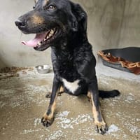 Großer Schmusebär Johnny, Hund zur Adoption