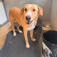 Hübscher Nanook, Hund zur Adoption