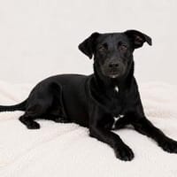 Süße Ute, Hündin zur Adoption