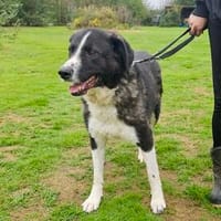 Tobbi sucht seinen sicheren Hafen, Hund zur Adoption