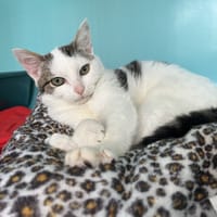 Bershka, chatte à adopter