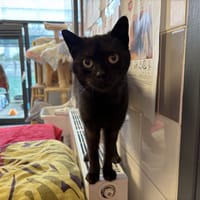 MERCREDI, chatte à adopter