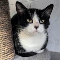 VALIE, chatte à adopter