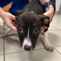 BOWIE, chienne à adopter