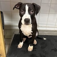 BASTET, chien à adopter