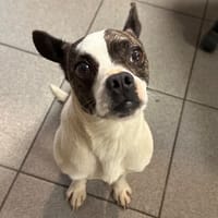 SAMOUSA, chien à adopter