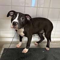 BAZAAR, chienne à adopter