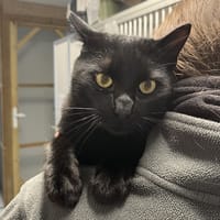 Roudoudou, chat à adopter
