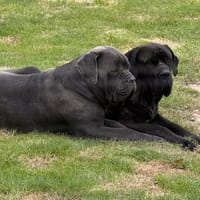 ULAN, chien à adopter
