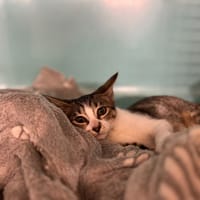 BRIDGERTON, chatte à adopter