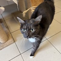 Nuance, chatte à adopter