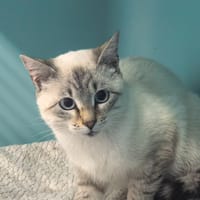 FARIBOLE, chat à adopter