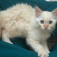 SOHO, chatte à adopter