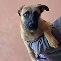 HICCUP, chien à adopter