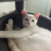 Crème, chat à adopter