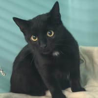 CARAMBOLE, chat à adopter