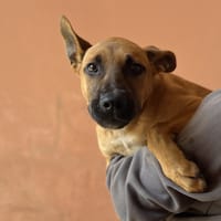 KROKMOU, chien à adopter