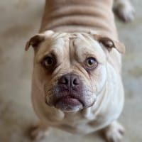 MESSI, chien à adopter
