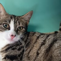 JUNKO C, chatte à adopter
