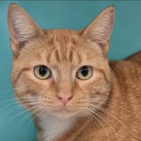 Gulliver, chat à adopter