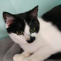 CHANDRA QCT, chatte à adopter
