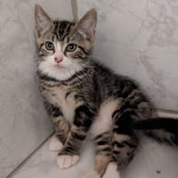 Spider, chat à adopter