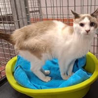 AZUR, chat à adopter