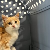 Saturne, chat à adopter