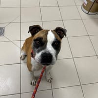 JOSITO, chien à adopter