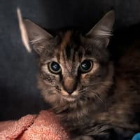 Brewklyn, chatte à adopter