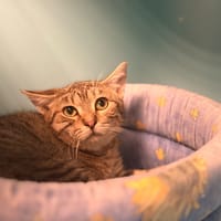 ROQUEMAURE, chat à adopter