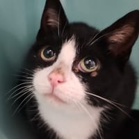THAYA QCT, chatte à adopter